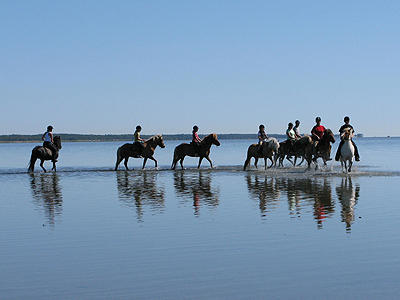 Tag med på ridetur på islandske heste